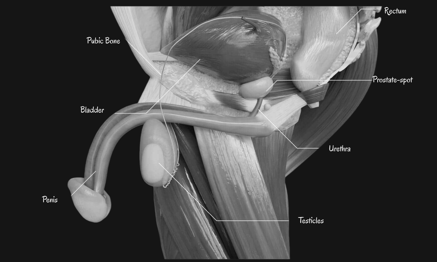 Anatomical diagram of the male prostate gland (black and white)