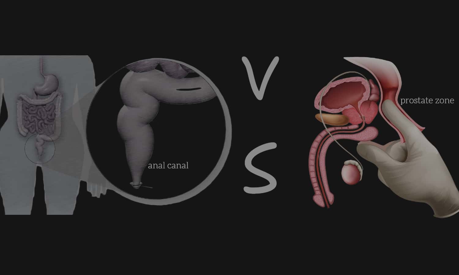 Prostate pleasure and anatomical diagram of the anus